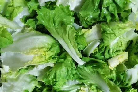 Wabah Parasit Selada Melonjak di AS, Lebih dari 6.000 Orang Terinfeksi-Picu Korban Jiwa